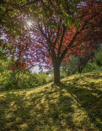 Wälder in Bad Waltersdorf | Ingrid Jansky | © Erlebnisregion Thermen- & Vulkanland