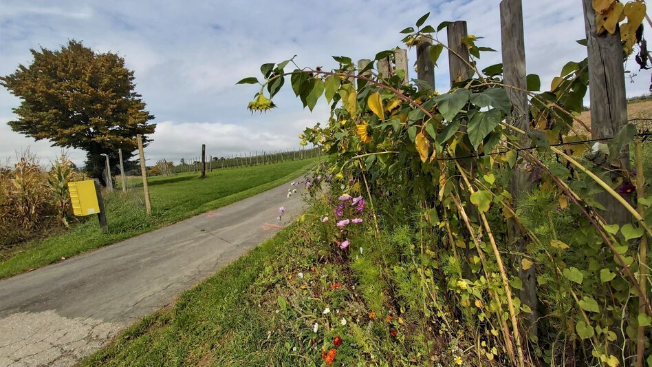 Bike Riding Ökoregion Kaindorf Water & Wine Tour, Ökoregion Kaindorf - Touren-Impression #2.9 | © Oststeiermark Tourismus