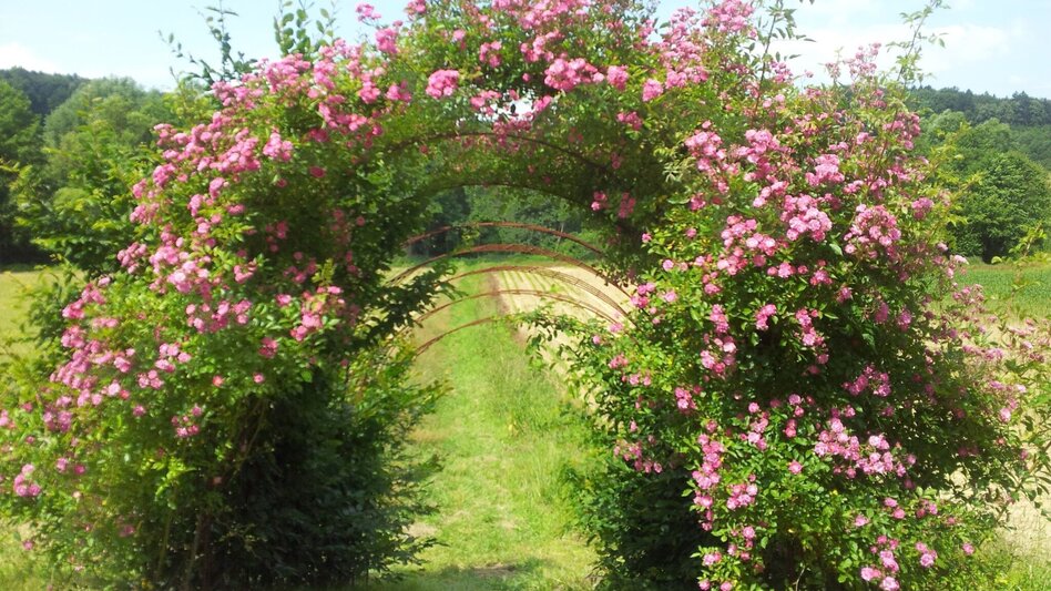 Themen- und Lehrpfad Himmel-Erden-Weg - Auf den Spuren der Vulkane - Touren-Impression #2.21 | © Unbekannt