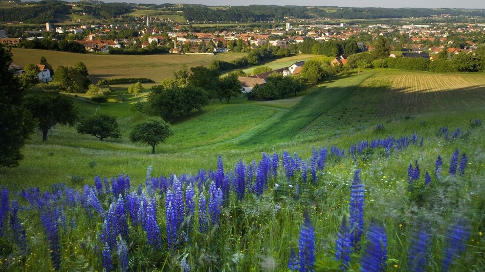 Theme path Backbone (Rückgrat) / Feldbach-Bad Gleichenberg - Touren-Impression #2.1 | © Thermen- & Vulkanland