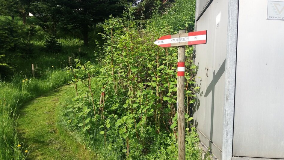 Wanderung Teigitsch-Wartenstein-Runde (über Ligist) - Touren-Impression #2.1 | © Tourismusbüro Lipizzanerheimat