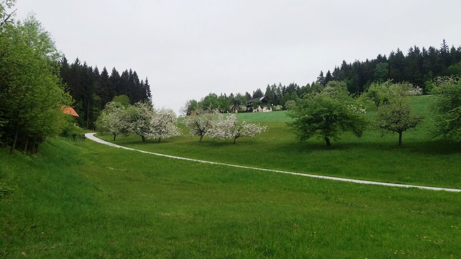 Wanderung Teigitsch-Wartenstein-Runde (über Ligist) - Touren-Impression #2.17 | © Tourismusbüro Lipizzanerheimat