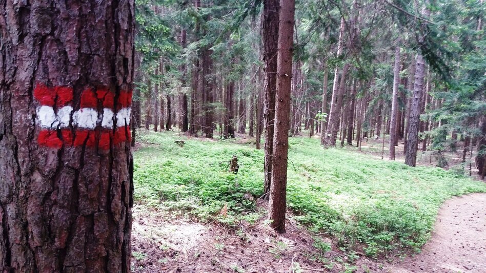 Wanderung Teigitsch-Wartenstein-Runde (über Ligist) - Touren-Impression #2.19 | © Tourismusbüro Lipizzanerheimat