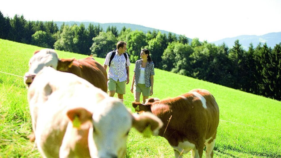 Pilgrim Walk Stanglalpe, Fischbach - Touren-Impression #2.2 | © Oststeiermark Tourismus
