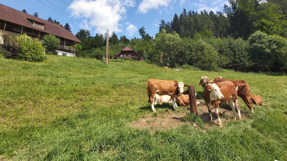Wanderung Weg der Labyrinthe, Birkfeld - Touren-Impression #2.8 | © Oststeiermark Tourismus