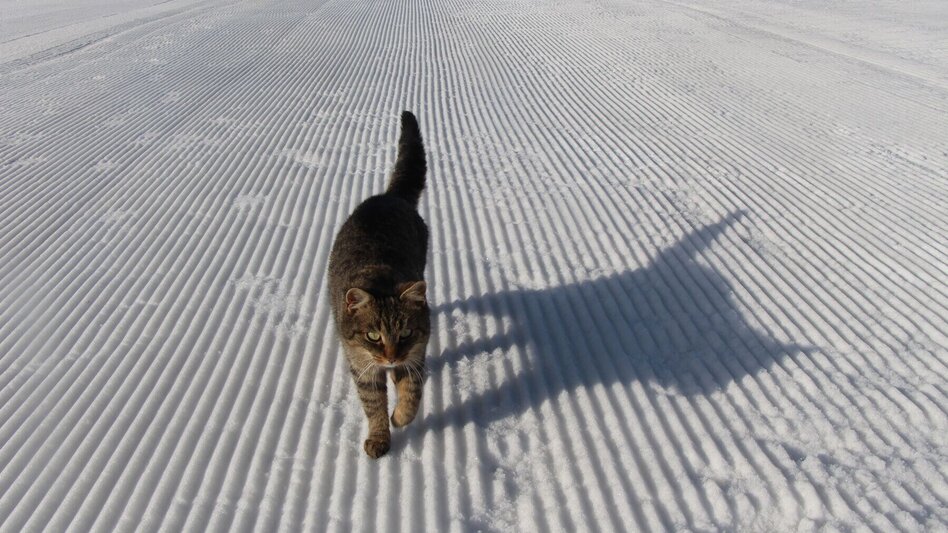 Winter Hiking Winter Hiking in Rohrmoos - Touren-Impression #2.2 | © Tourismusverband Schladming - Katrin Hutegger