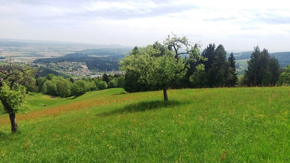 Wanderung Teigitsch-Wartenstein-Runde (über Krottendorf) - Touren-Impression #2.1 | © Tourismusbüro Lipizzanerheimat