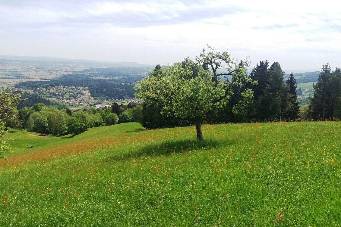 Wanderung Teigitsch-Wartenstein-Runde (über Krottendorf) - Touren-Impression #1 | © Tourismusbüro Lipizzanerheimat