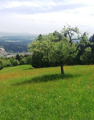 Teigisch-Wartenstein-Runde_Ausblick auf Grazer Becken | TV Lipizzanerheimat/EU | © Tourismusbüro Lipizzanerheimat