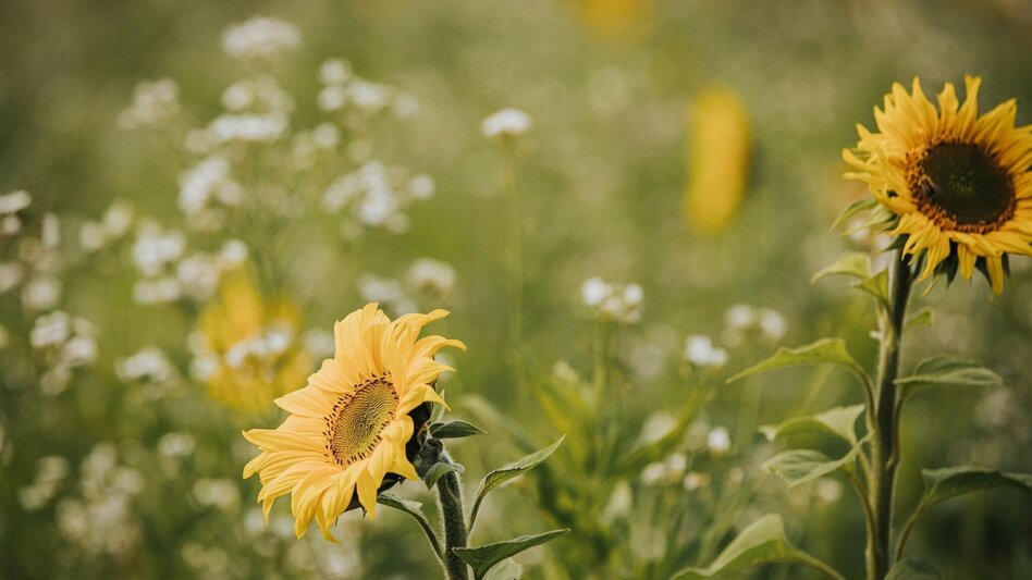 Wanderung Rundweg über Schloss Wildbach - F3 - Touren-Impression #2.3 | © TVB/Südsteiermark