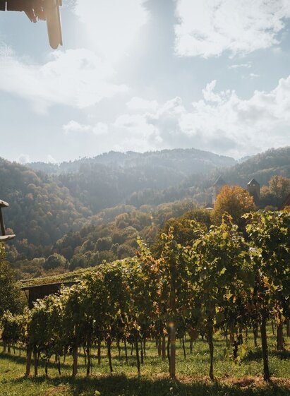 Herbststimmung im Weingarten | © TVB/Südsteiermark/Lupi Spuma | Lupi Spuma | © TVB/Südsteiermark/Lupi Spuma