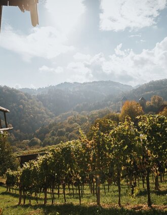 Herbststimmung im Weingarten | Lupi Spuma | © TVB/Südsteiermark/Lupi Spuma