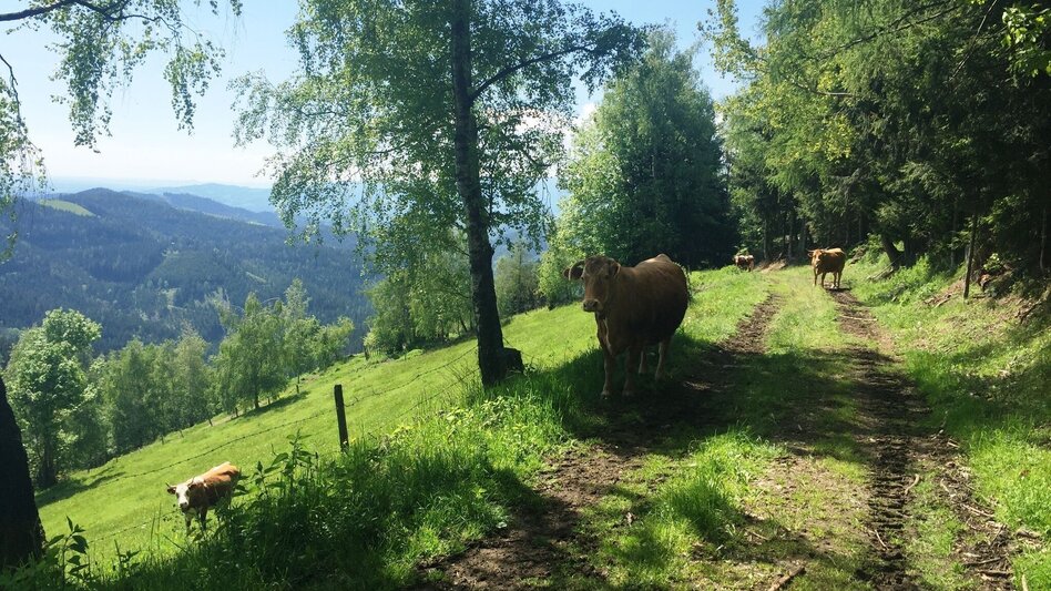 Wanderung KERN-BUAM Panorama-Wanderweg: Variante A - Touren-Impression #2.9 | © Region Graz