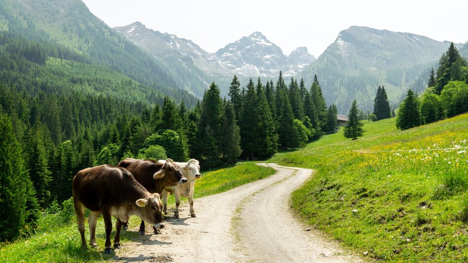 Mountainbike Aich Runde | 311 - Touren-Impression #2.8