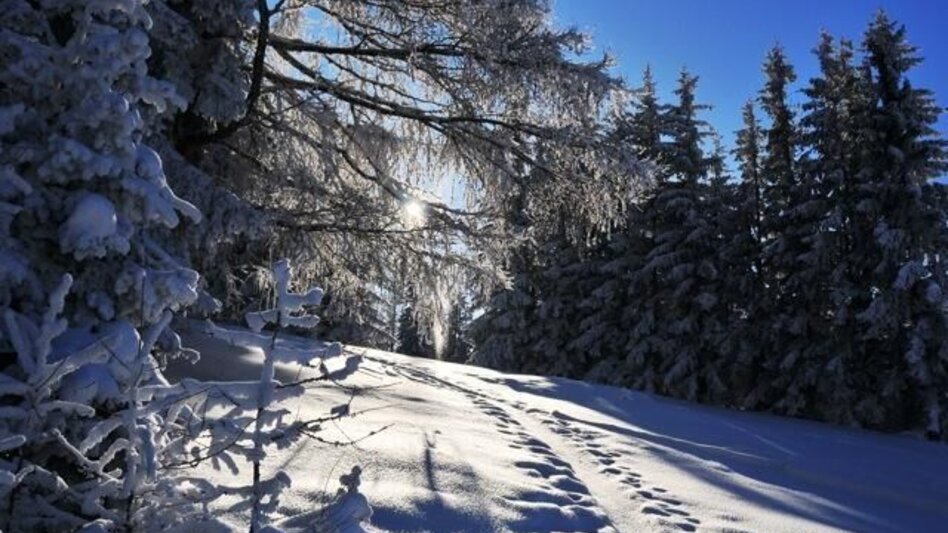 Winter Hiking Fischbach winter hiking trail on the Höhenweg ,Fischbach - Touren-Impression #2.1 | © Oststeiermark Tourismus