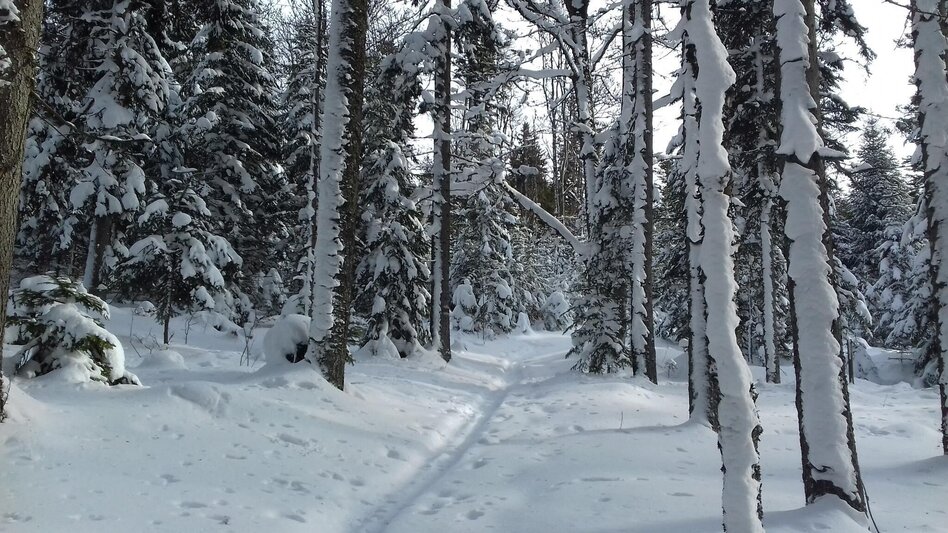 Snowshoe walking Teufelstein - A fabulous snowshoe hike, Fischbach - Touren-Impression #2.2 | © Community
