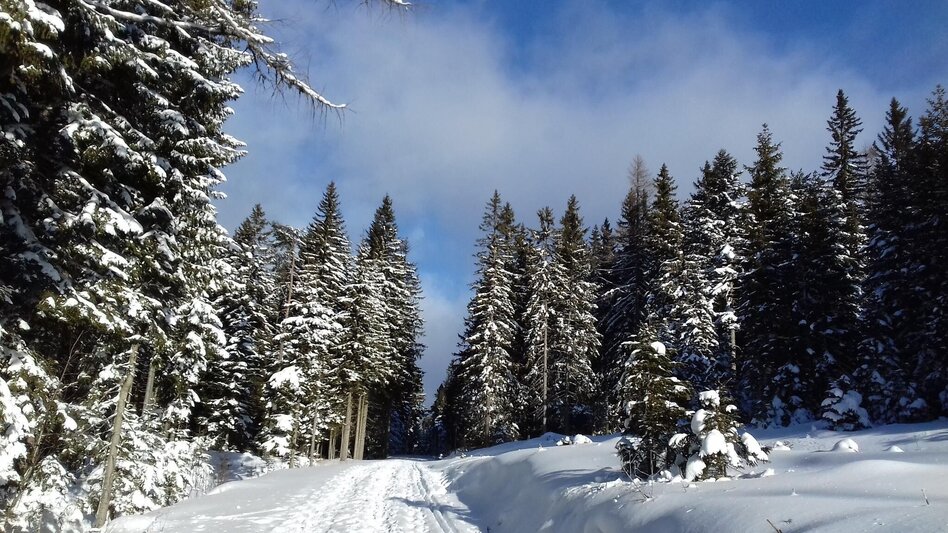 Snowshoe walking Teufelstein - A fabulous snowshoe hike, Fischbach - Touren-Impression #2.3 | © Community