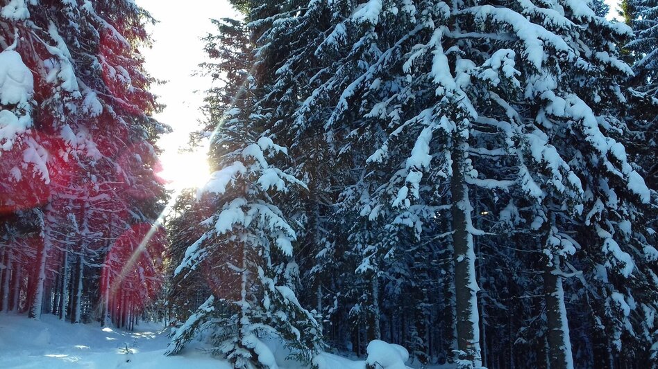 Snowshoe walking Teufelstein - A fabulous snowshoe hike, Fischbach - Touren-Impression #2.4 | © Community