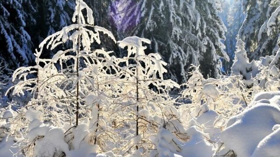 Snowshoe walking Through the winter forests of Fischbach, Fischbach - Touren-Impression #2.1 | © Unbekannt