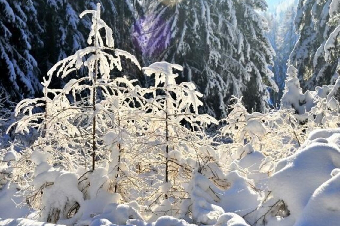Snowshoe walking Through the winter forests of Fischbach, Fischbach - Touren-Impression #1 | © Unbekannt
