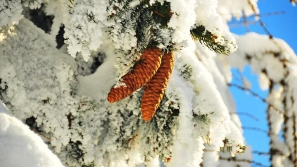Snowshoe walking Through the winter forests of Fischbach, Fischbach - Touren-Impression #2.2 | © Unbekannt