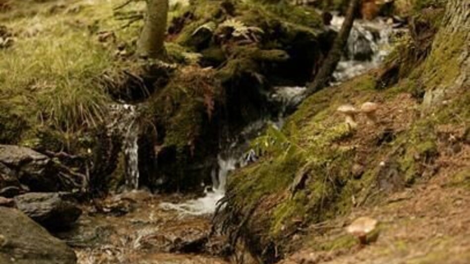 Hiking route Drachensitz und Ägydiuskapelle, Fischbach - Touren-Impression #2.6 | © Oststeiermark Tourismus