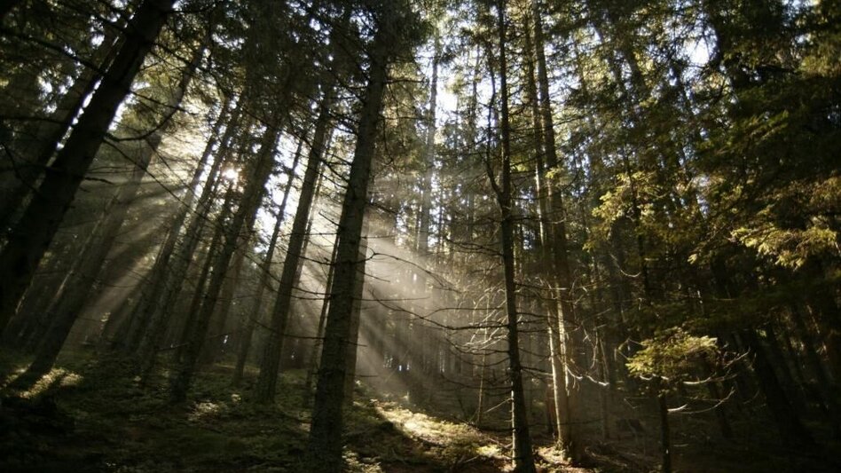 Hiking route Drachensitz und Ägydiuskapelle, Fischbach - Touren-Impression #2.2 | © Oststeiermark Tourismus