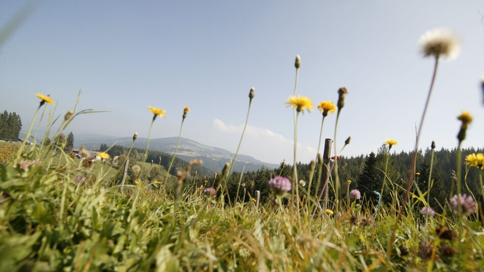 Wanderung Bildstockpromenade und Drachensitz, Fischbach - Touren-Impression #2.5 | © Oststeiermark Tourismus