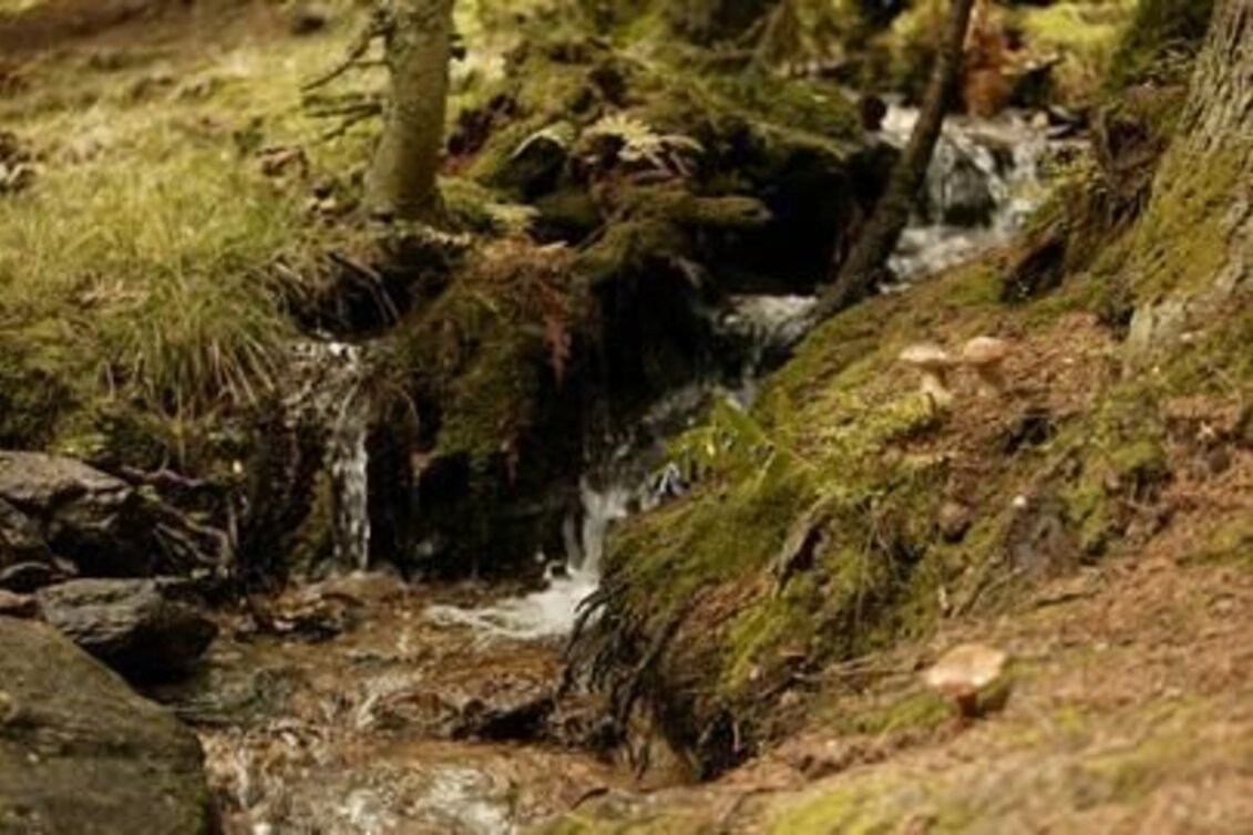 Wanderung Dem Fischbach entlang, Fischbach - Touren-Impression #1 | © Oststeiermark Tourismus