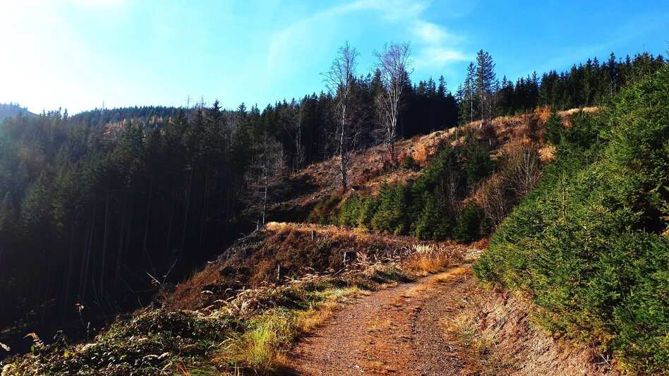 Mountainbike MTB Erzbergblick LN 12 - Touren-Impression #2.6 | © Tourismusverband ERZBERG LEOBEN