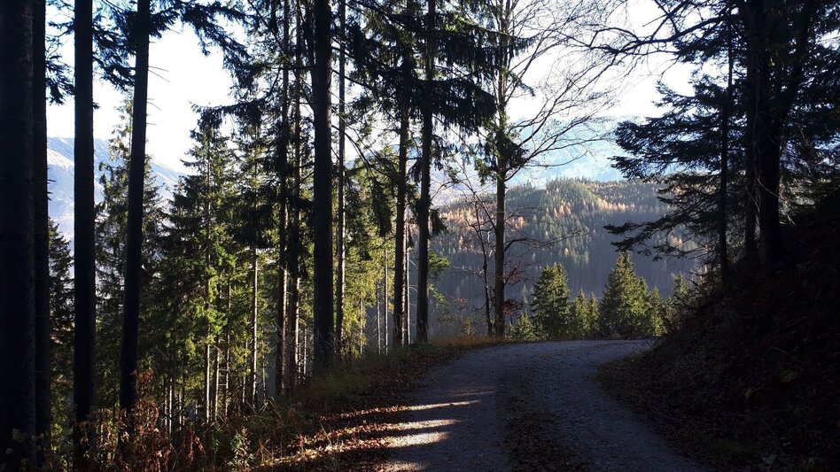 Mountainbike MTB Erzbergblick LN 12 - Touren-Impression #2.7 | © Tourismusverband ERZBERG LEOBEN