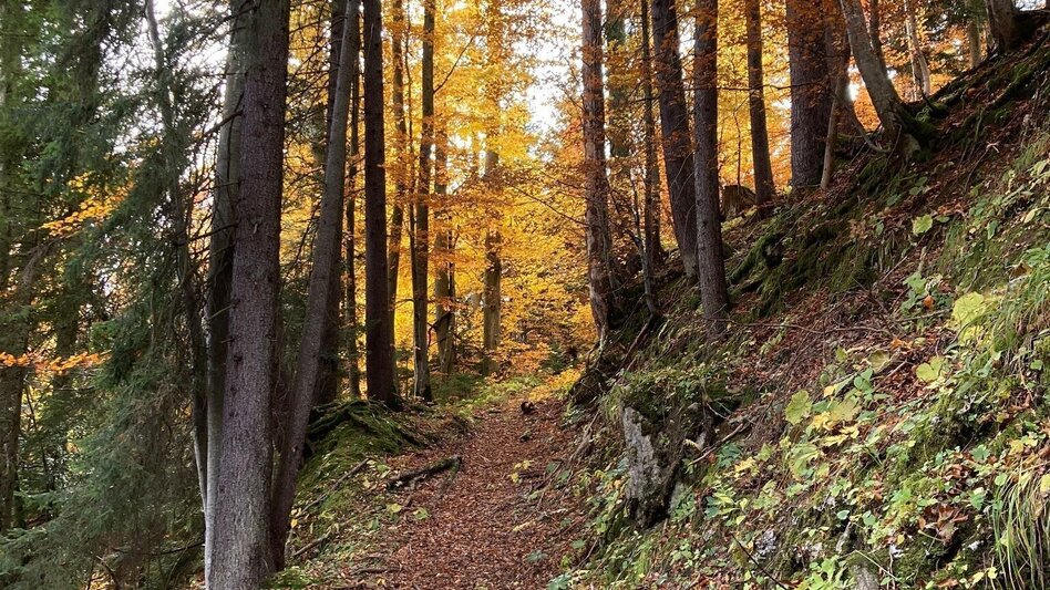 Mountainbike MTB Erzbergblick LN 12 - Touren-Impression #2.11 | © Tourismusverband ERZBERG LEOBEN