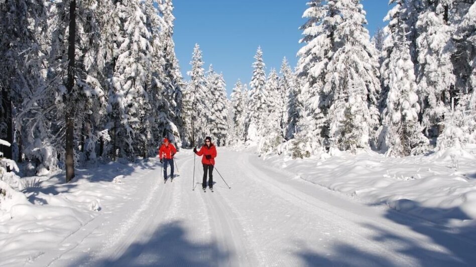 Langlauf Skating Panoramaloipe - Langlaufzentrum Hochwechsel/ Rabl-Kreuz, Waldbach-Mönichwald - Touren-Impression #2.1 | © Oststeiermark Tourismus
