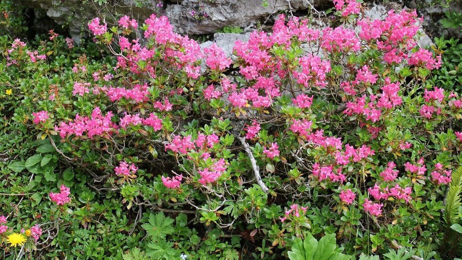 Bergtour Scheibleck-Tour - Touren-Impression #2.4 | © Privat