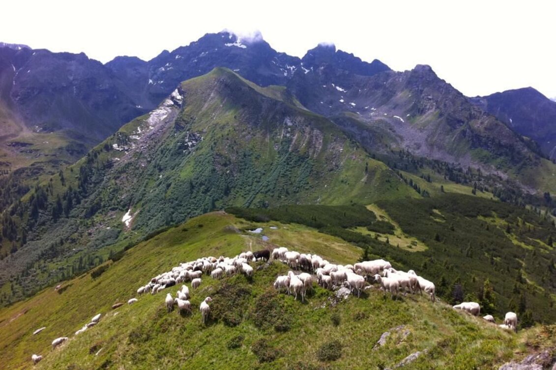 Mountain Hike Mountain tour at the Bärfallspitze - Touren-Impression #1 | © www.hauser-kaibling.at