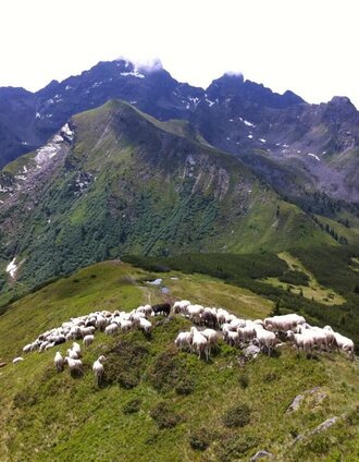 sheep flock with view of Bärfallspitze | Schladming Dachstein | © www.hauser-kaibling.at