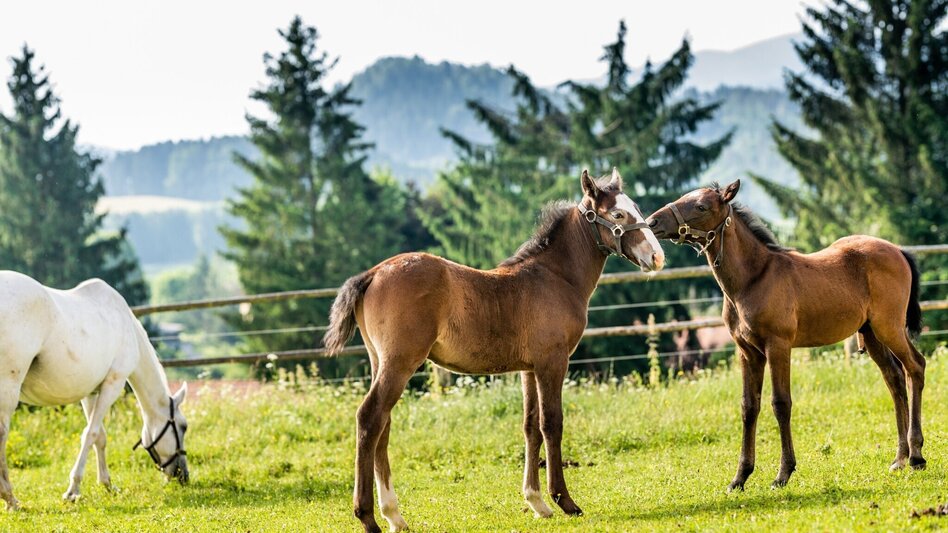 Hiking route Bärnbacher Klostergeheimnis: Wanderung auf den Hl. Berg (7) - Touren-Impression #2.8 | © Region Graz