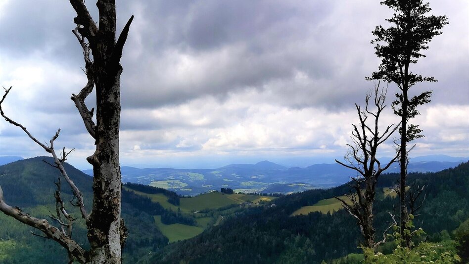 Hiking route Zetz Round from St. Kathrein am Offenegg - Touren-Impression #2.5 | © Oststeiermark Tourismus