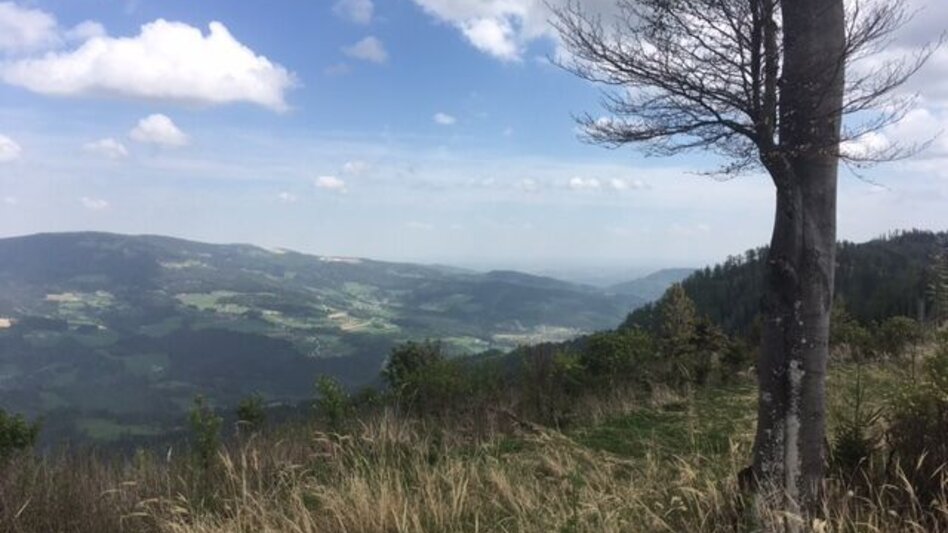 Hiking route Zetz Round from St. Kathrein am Offenegg - Touren-Impression #2.7 | © Oststeiermark Tourismus