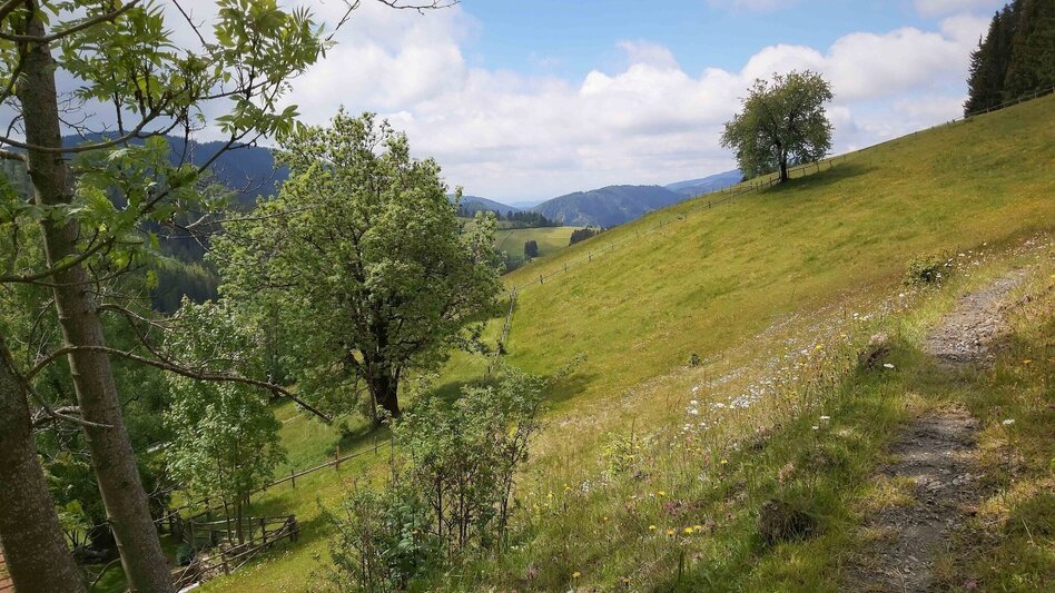 Hiking route Zetz Round from St. Kathrein am Offenegg - Touren-Impression #2.10 | © Oststeiermark Tourismus