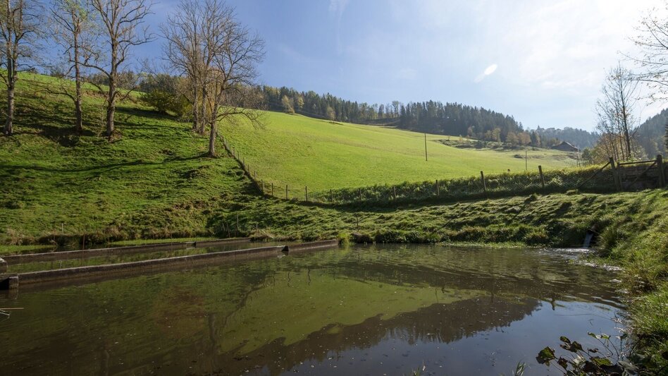 Hiking route Mistlegg-Runde in St. Kathrein/Offenegg - Touren-Impression #2.3 | © Oststeiermark Tourismus