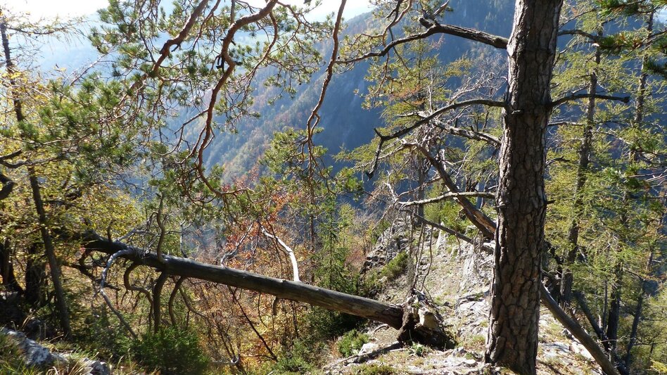 Hiking route Patscha-Trail St. Kathrein am Offenegg - Touren-Impression #2.5 | © Oststeiermark Tourismus