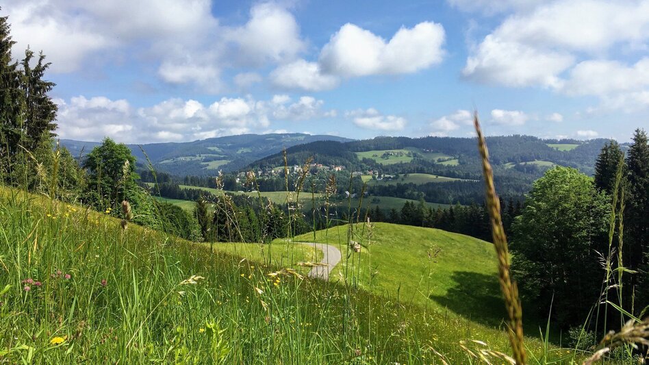 Mountain Biking Schwoag-Wirtbartl - through the Rockys - Touren-Impression #2.2 | © Südsteiermark