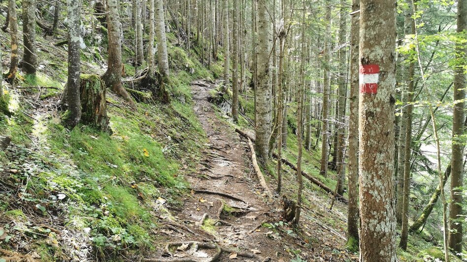 Hiking route The forest trail near the Salza reservoir - Touren-Impression #2.3 | © Ausseerland