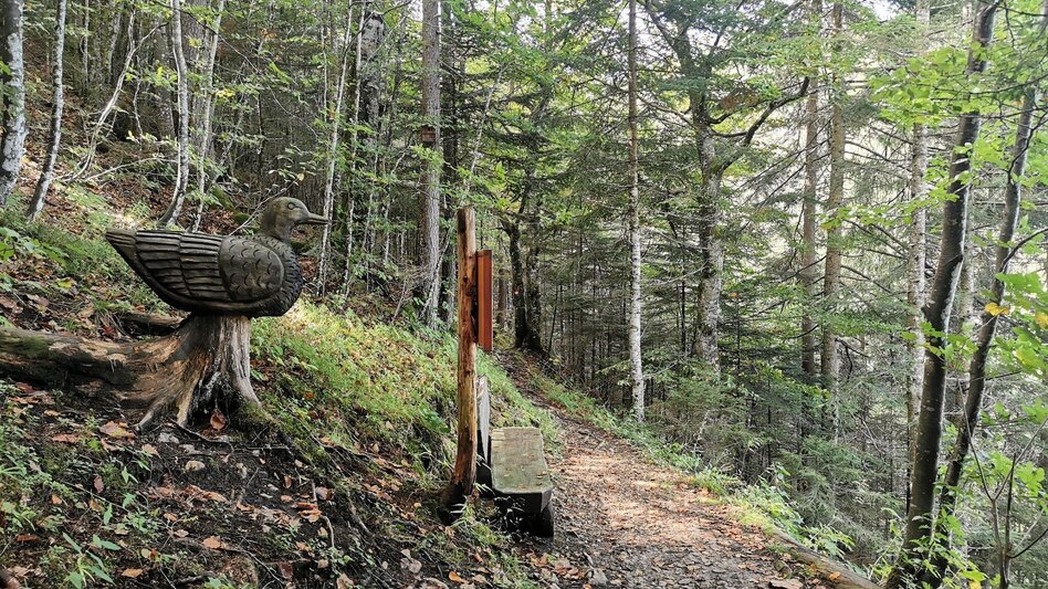 Hiking route The forest trail near the Salza reservoir - Touren-Impression #2.4 | © Ausseerland