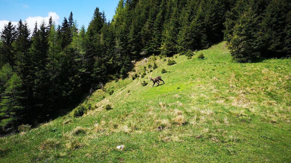 Klettersteig Über das "Zahme Gamseck" auf die Rax im Naturpark Mürzer Oberland - Touren-Impression #2.5 | © TV Hochsteiermark