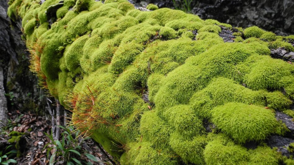 Wanderung Etappe 09 Luchs Trail Palfau - Lassing (lange Variante) - Touren-Impression #2.1 | © TV Gesäuse