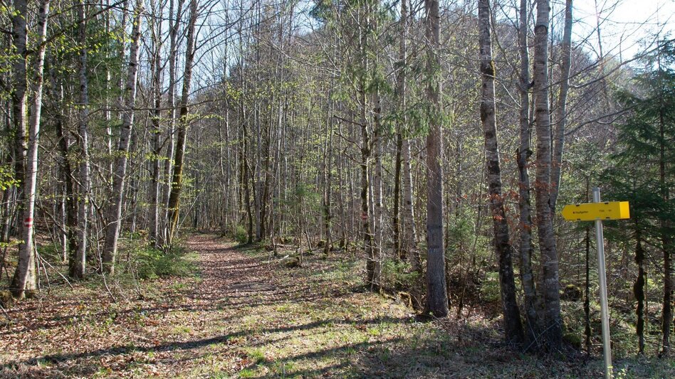 Wanderung Burgstallort-Lerchgraben-Löwekogel - Touren-Impression #2.4 | © TV Gesäuse