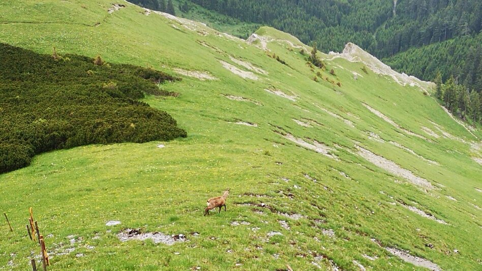 Mountain Hike Crossing the Hohe Veitsch in the Mürzer Oberland Nature Park - Touren-Impression #2.6 | © TV Hochsteiermark
