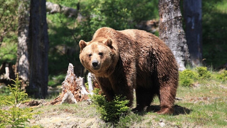 Radfahren "Der wilde Berg" in Mautern (Start Leoben) - Touren-Impression #2.4 | © Tourismusverband ERZBERG LEOBEN